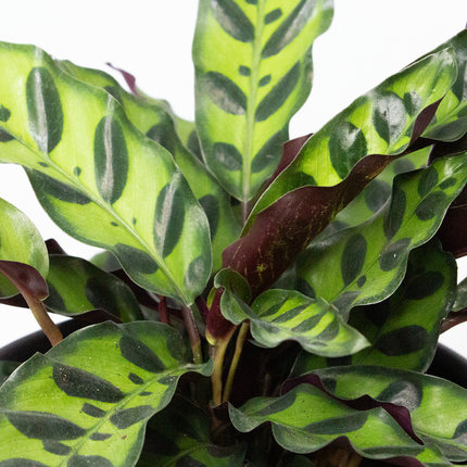 Calathea-Insignis-2