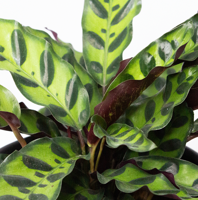 Calathea-Insignis-2