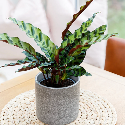 Calathea Insignis o Cascabel de hojas largas con manchas oscuras