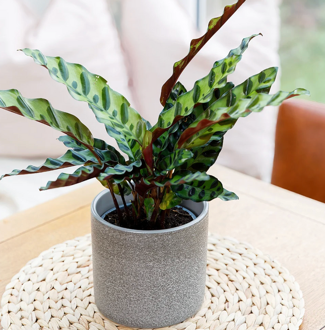 Calathea Insignis o Cascabel de hojas largas con manchas oscuras