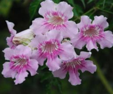 Podranea ricasoliana Campana Rey trepadora con flores rosa
