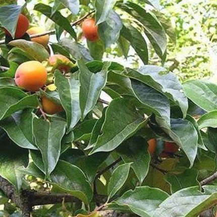 Árbol de Caqui frutal con follaje decorativo color rojizo