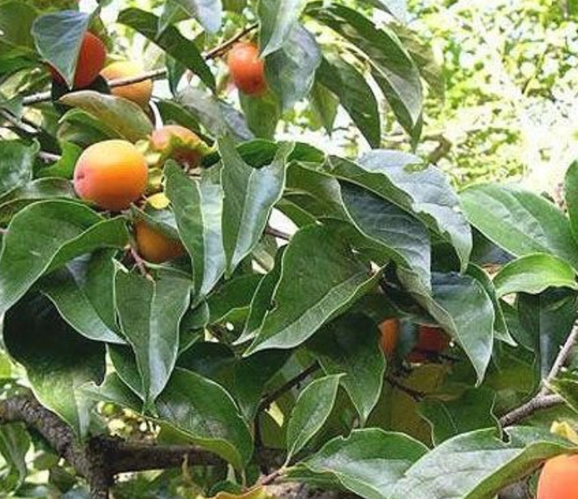 Árbol de Caqui frutal con follaje decorativo color rojizo