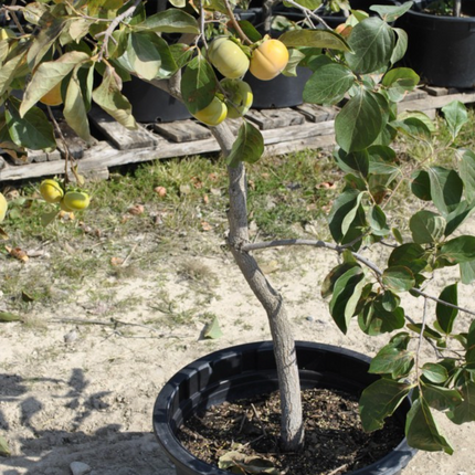 Caqui árbol ornamental follaje otoñal naranja