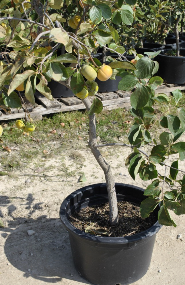 Caqui árbol ornamental follaje otoñal naranja