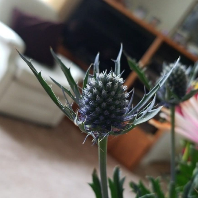 Cardo Azul  (Eryngium Blue), Pequeño (M10) | Gardekin.com