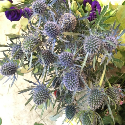 Cardo Azul  (Eryngium Blue), Pequeño (M10) | Gardekin.com