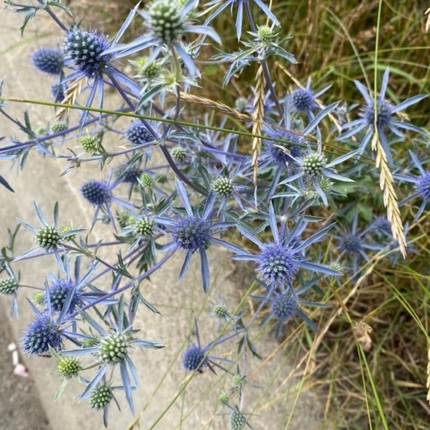 Cardo Azul  (Eryngium Blue), Pequeño (M10) | Gardekin.com