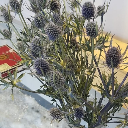 Cardo Azul  (Eryngium Blue), Pequeño (M10) | Gardekin.com