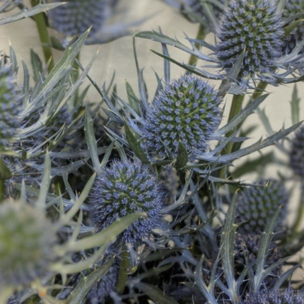 Cardo Azul  (Eryngium Blue), Pequeño (M10) | Gardekin.com