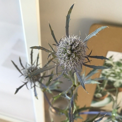 Cardo Azul  (Eryngium Blue), Pequeño (M10) | Gardekin.com