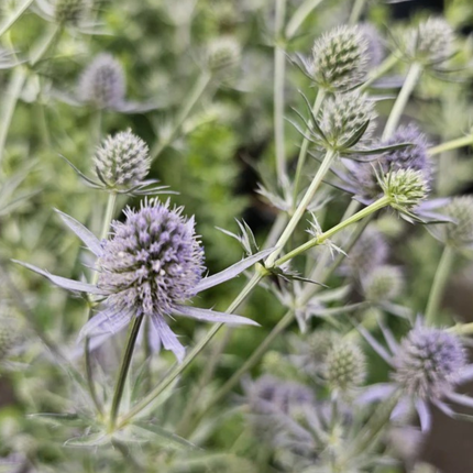 Cardo Azul  (Eryngium Blue), Pequeño (M10) | Gardekin.com