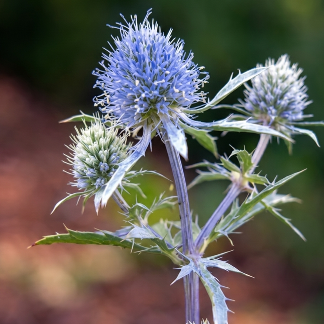 Cardo Azul  (Eryngium Blue), Pequeño (M10) | Gardekin.com