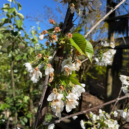 Cerezo Corazón De Paloma flores blancas primavera jardín