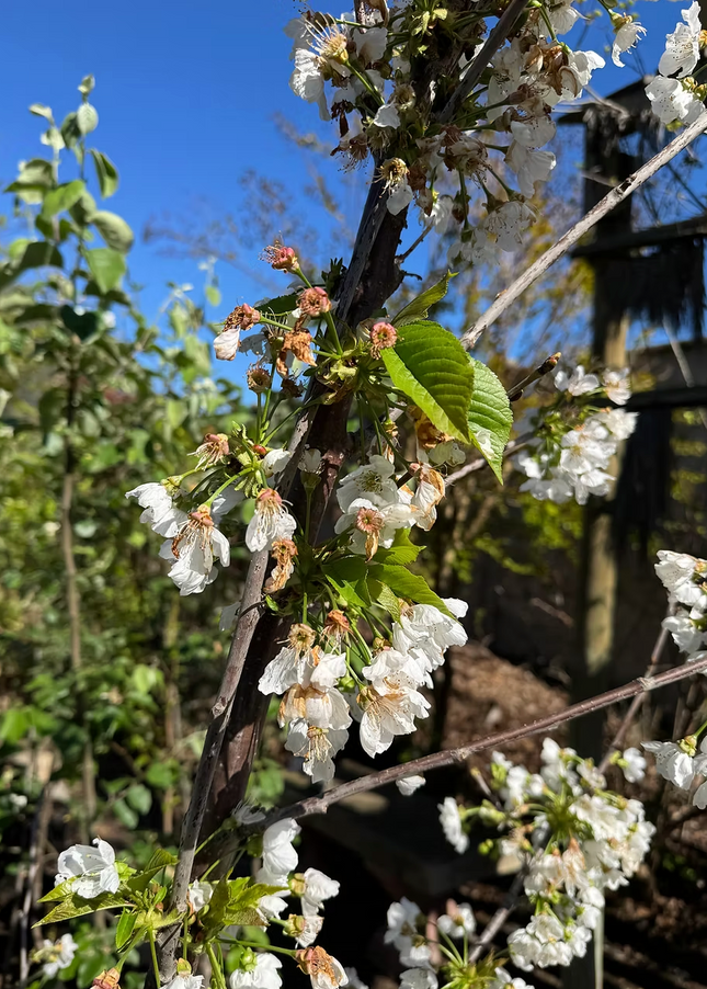 Cerezo Corazón De Paloma flores blancas primavera jardín