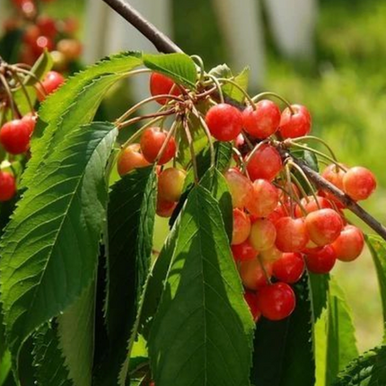 Árbol de Cerezo Corazón de Paloma de frutos firmes y dulces