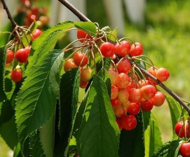 Árbol de Cerezo Corazón de Paloma de frutos firmes y dulces