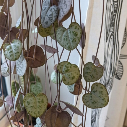Cadena de Corazones (Ceropegia woodi), Colgante Mediana (M15) | Gardekin.com