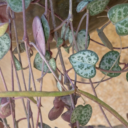 Cadena de Corazones (Ceropegia woodi), Colgante Mediana (M15) | Gardekin.com