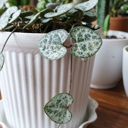 Cadena de Corazones (Ceropegia woodi), Colgante Mediana (M15) | Gardekin.com