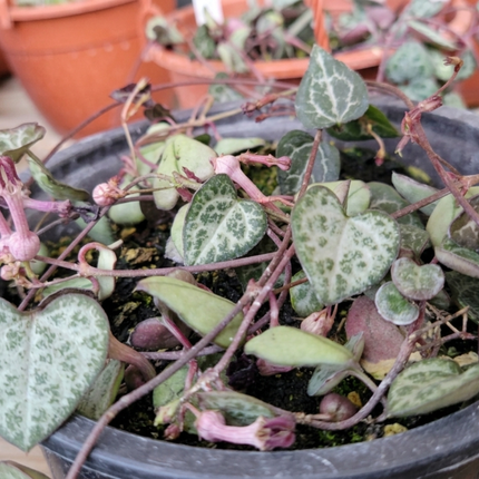 Cadena de Corazones (Ceropegia woodi), Colgante Mediana (M15) | Gardekin.com