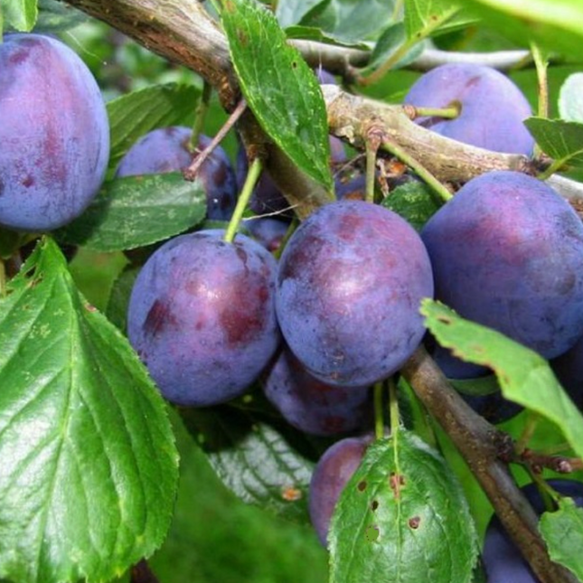 Árbol de Ciruelo variedad Dagen ideal para consumo y secado