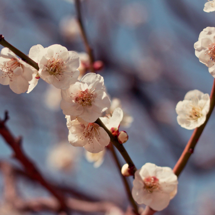 Ciruelo árbol frutal flores blancas primavera