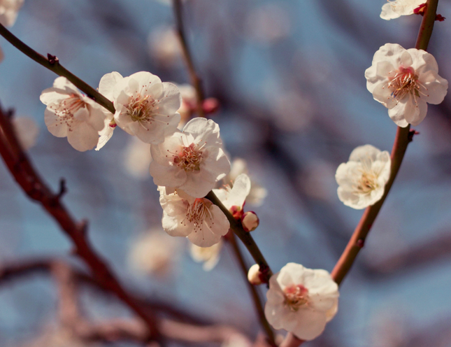 Ciruelo árbol frutal flores blancas primavera