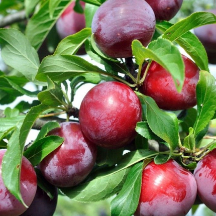 Árbol de Ciruelo frutal vigoroso para exteriores soleados