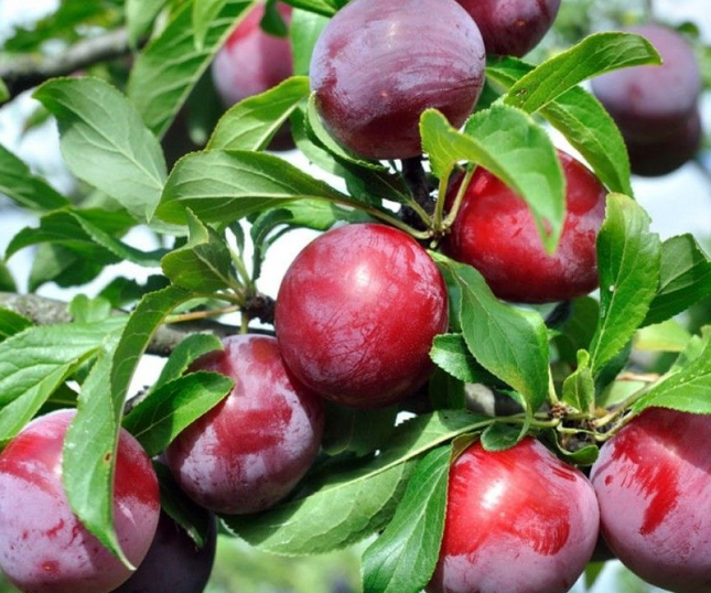 Árbol de Ciruelo frutal vigoroso para exteriores soleados