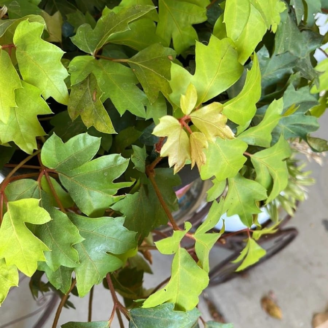 Hiedra de la Uva (Cissus), Mediano Plus (M17) | Gardekin.com