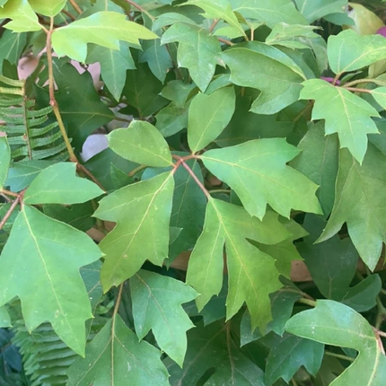 Hiedra de la Uva (Cissus), Mediano Plus (M17) | Gardekin.com