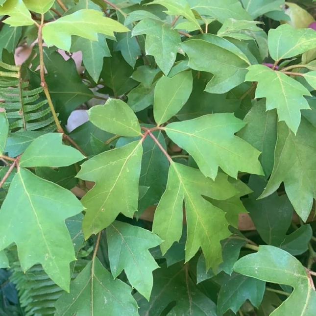 Hiedra de la Uva (Cissus), Mediano Plus (M17) | Gardekin.com