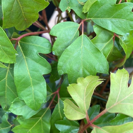 Hiedra de la Uva (Cissus), Mediano Plus (M17) | Gardekin.com
