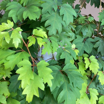 Hiedra de la Uva (Cissus), Mediano Plus (M17) | Gardekin.com
