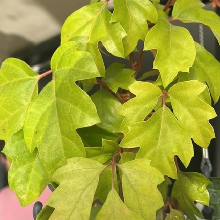 Hiedra de la Uva (Cissus), Mediano Plus (M17) | Gardekin.com