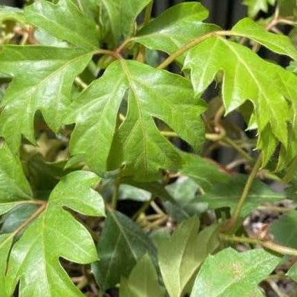 Hiedra de la Uva (Cissus), Mediano Plus (M17) | Gardekin.com