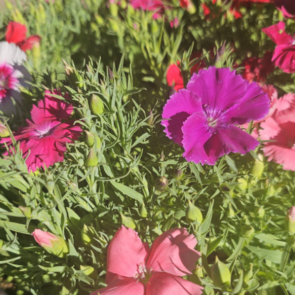 Clavelina en flor de colores variados para macizos y balcones
