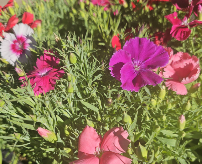 Clavelina en flor de colores variados para macizos y balcones