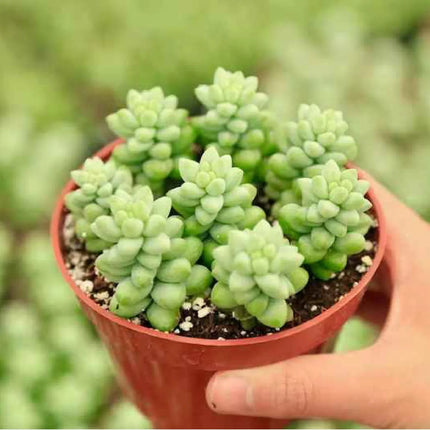 Sedum morganianum o cola de burro colgante en maceta pequeña