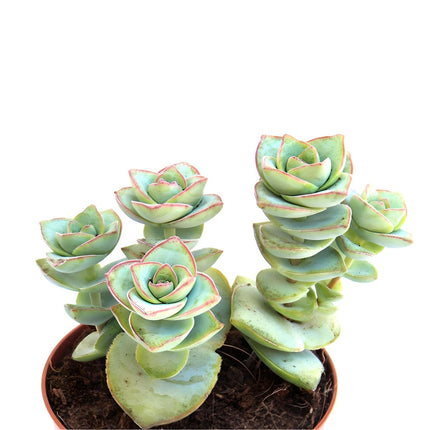 Crassula perforata o collar de botones con hojas ensartadas en tallo