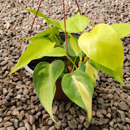 Philodendron hederaceum Brasil colgante con rayas amarillas