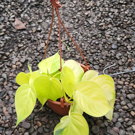 Aspidistra elatior Hojas de Lata de follaje verde oscuro resistente