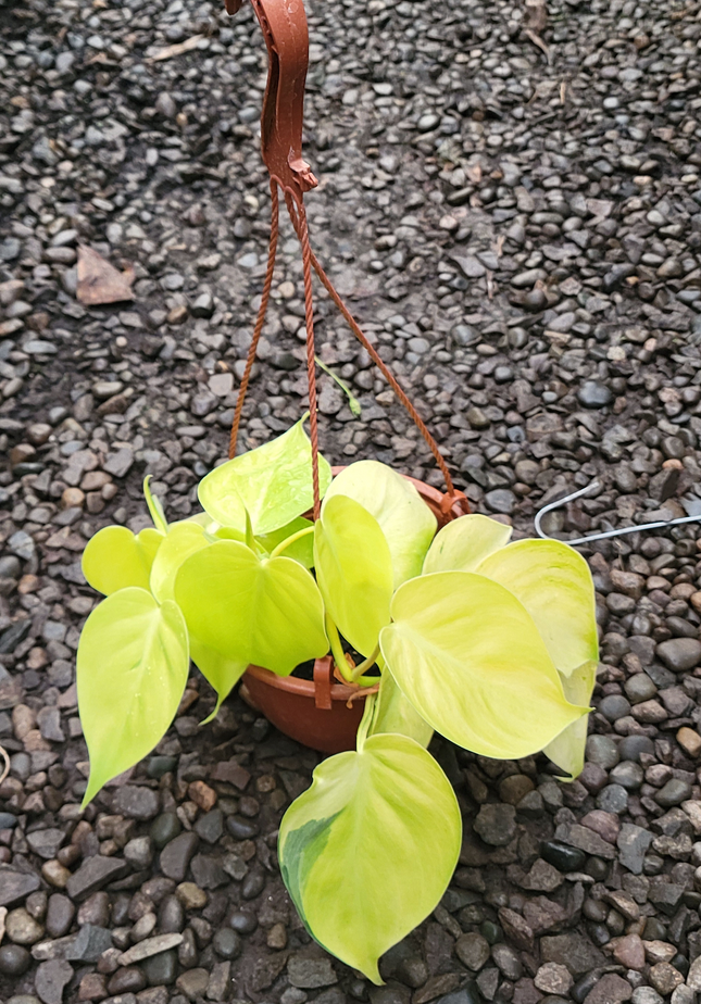 Aspidistra elatior Hojas de Lata de follaje verde oscuro resistente