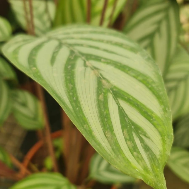 Calathea Setosa Ctenanthe setosa, hojas rayadas verde y gris