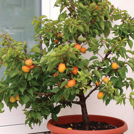 Árbol de Damasco variedad Dina de gran sabor y calibre