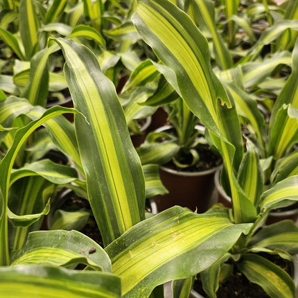Dracena-palo-de-agua