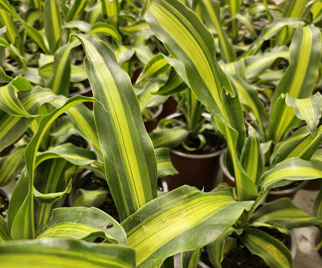 Dracena-palo-de-agua