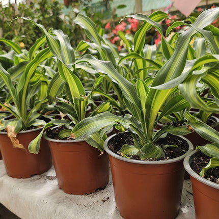 Dracaena fragrans Palo de Agua con franjas amarillas en hojas