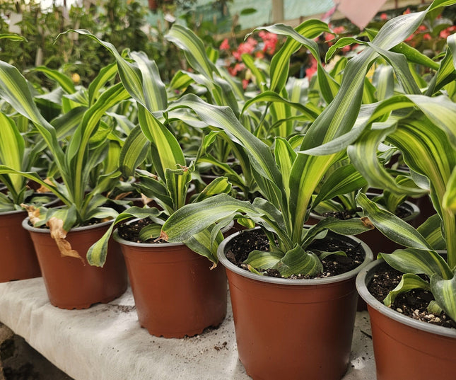 Dracaena fragrans Palo de Agua con franjas amarillas en hojas